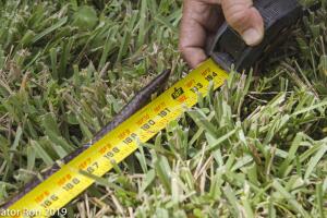 Everglades Python/Python 2-9.jpg