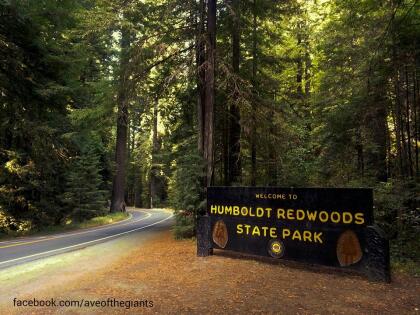 <b><a href="http://avenueofthegiants.net/" target="_blank">La denomina Avenida de los Gigantes</a> corresponde a la ruta estatal 254, en el condado de Humboldt, al norte de California. Famosa por sus 31 millas de árboles enormes que llegan a medir hasta 370 pies de altura. </b>El recorrido lo puedes hacer sin necesidad de bajarte de tu auto, pero sí deseas parar,
<a href="http://avenueofthegiants.net/view-map/" target="_blank">este mapa </a>es una muy buena guía para decidir dónde.
