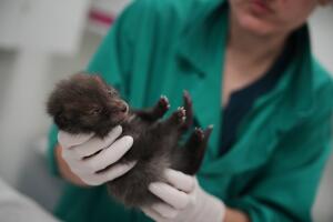 France Wildlife Hospital