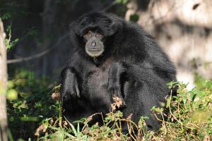 simio/Siamang Sia.jpg