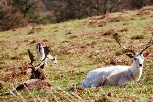 Ciervo blanco real 2.jpg