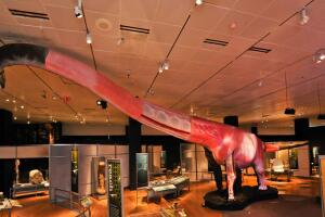 Ubicada en el corazón del famoso Golden Gate Park, la Academia de Ciencias de California es reconocida a nivel mundial por su valiosa contribución a la divulgación científica. 