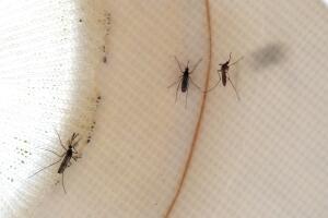 Health Officials Expect Active West Nile Season