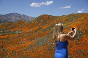Super Bloom Shutdown