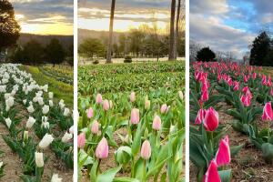 TULIPANES.jpg