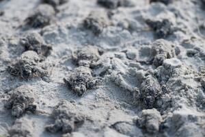 TORTUGAS ISAIAS SC.jpg