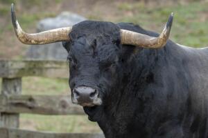 portrait of a bull in the field