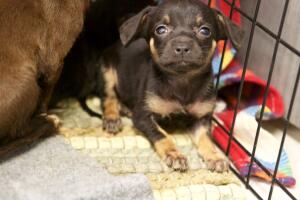 Caso de maltrato animal en Corona, California