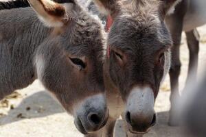 burros.jpg