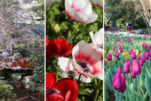 Descanso Gardens5.jpg