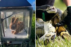 Desde 2000, más de 23,000 pitones han sido retiradas del ecosistema de Florida.