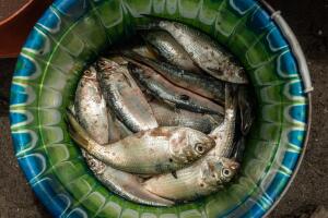 Colorful bowl filled with dead bonga fish