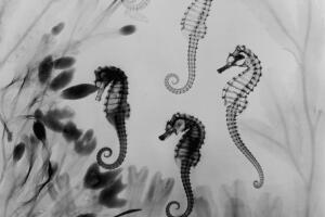 X-Ray Seahorses