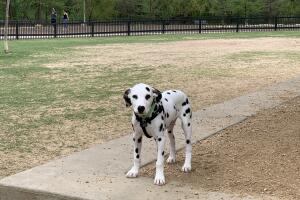 PERROS GALERIA/15-PERRO.jpg