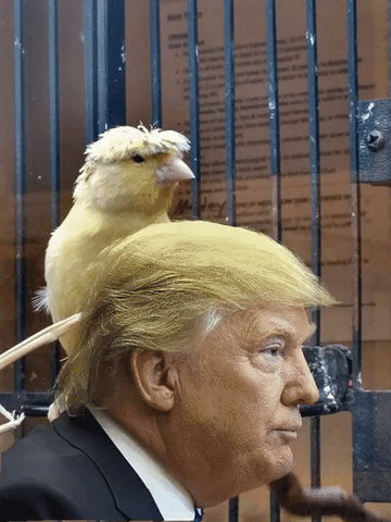 an image
