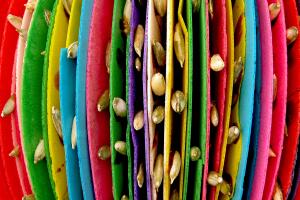 Colorful traditional mexican candy with sunflower seeds