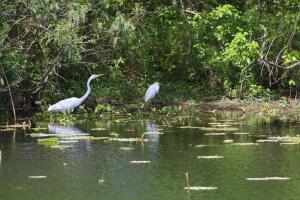 Brazos Bend, un parque que reúne las especies más salvajes de Texas