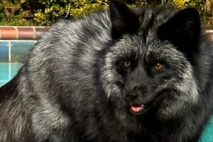 Zorro perdido Texas