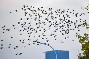 Migración aves Texas