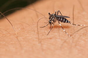 zika-virus.jpg