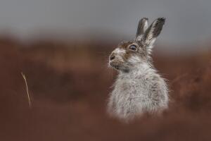 British Wildlife Photography Award