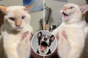Gatita que ladra sorprende a TikTok: “No se crió con perros, pero creo que es bilingüe”