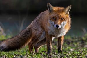 Activan alerta tras ataque de zorro con rabia a hombre y dos perros en Maryland---Pixabay.jpg