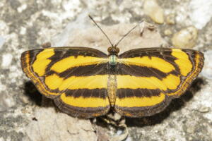borboleta-1.jpg