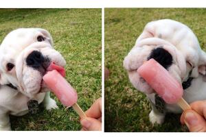 Fotos de perritos adorables para celebrar el día del cachorro