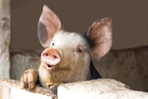Cerdo sonriente