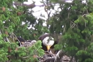 video-aguilas-halcon_2.png