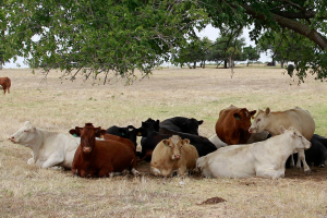 golpe-calor-animales-ganado-multas-Texas