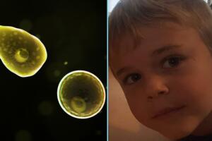 David Pruitt Amoeba.jpg