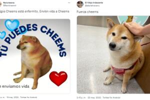 Reacciones a 'Cheems', el perro del meme, enfermo