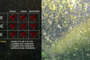 mosquitos-humedad-tormentas-San-Antonio