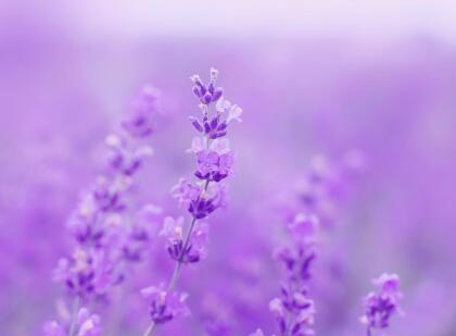 También entre sus cualidades espirituales, se cree que su lindo aroma, sea en el aceite o quemando las flores, o con el popurrí, nos ayuda a sentirnos mejor cuando nos sentimos tristes, deprimidos, tras una ruptura sentimental o simplemente si tuvimos un mal día.