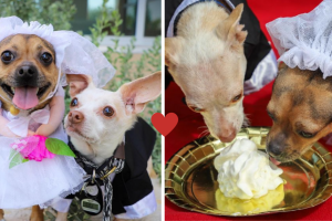 Boda perritos.png