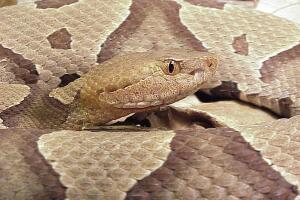 Serpientes/Copperhead.jpg