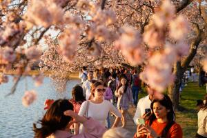 Washington Cherry Blossoms