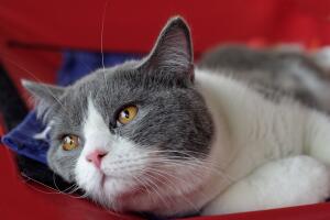 La inteligencia del gato