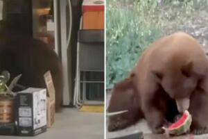 Captan a oso buscando comida en un refrigerador.