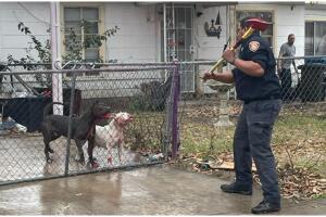 ataque perros muere anciano esposa pareja detenido San Antonio Texas American Staffordshire Terrier