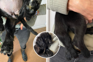 perrita-ariel-6-patas (2).png