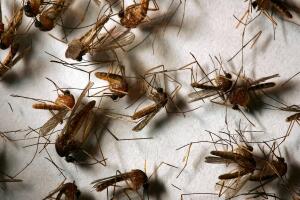 West Nile Virus Mosquitoes Return Early To California