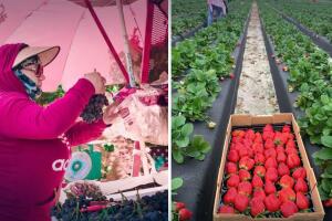 Dinorah trabaja desde hace 23 años en los campos de Estados Unidos. 