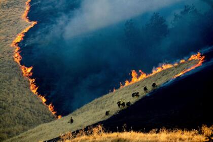 <b>Las llamas en California.</b> Los bomberos combaten el Marsh Complex Fire, cerca de la ciudad de Brentwood, California, a principios de agosto de 2019. Este fuego arrasó más de 300 hectáreas de tierra. Aproximadamente 81,000 hectáreas (200,000 acres)
<a href="https://www.univision.com/noticias/sucesos/asi-se-ve-desde-el-espacio-los-voraces-incendios-que-arrasan-california-fotos-fotos">se quemaron en todo el estado en California en 2019</a>, en comparación con 765,000 en 2018 y 525,000 en 2017.