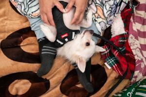 Tessa, una perra de tres años, se sienta con su dueña mientras la gente se refugia en una estación de tren durante un ataque con cohetes iraní en Tel Aviv, Israel.