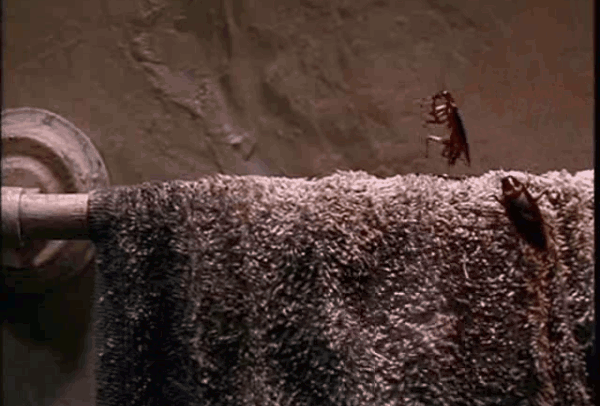 joe-s-apartment-cucarachas-bailando.gif