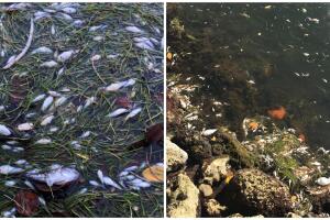 PECES MUERTOS/IMG_0690.JPG