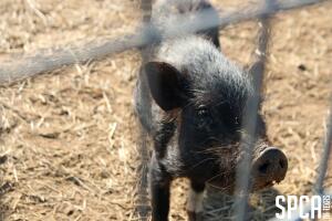 SPCA crueldad animal Texas